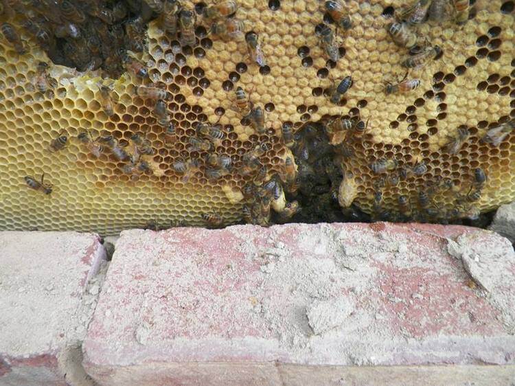 Пчелы-окупанты. Жители одного из домов жаловались на пчёл в стене. Специалист нашёл там целый пчелиный мегаполис