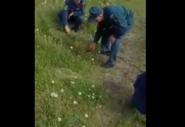 В Новосибирске пожарных заставили стричь траву ножницами