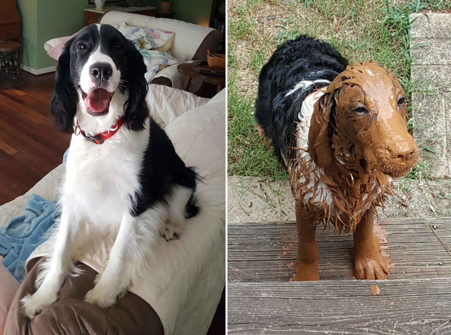 Собаки до и после прогулки фото