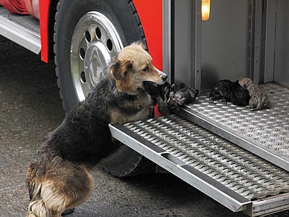 Спасая щенков от пожара, собака выносила их прямо в пожарную машину