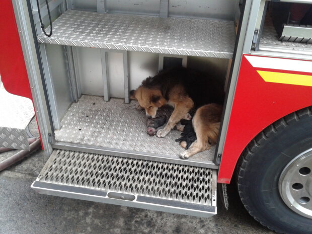 Спасая щенков от пожара, собака выносила их прямо в пожарную машину