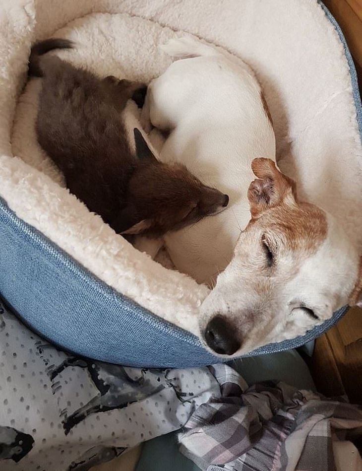 Спасённого лисенка Викси, воспитали домашние собаки