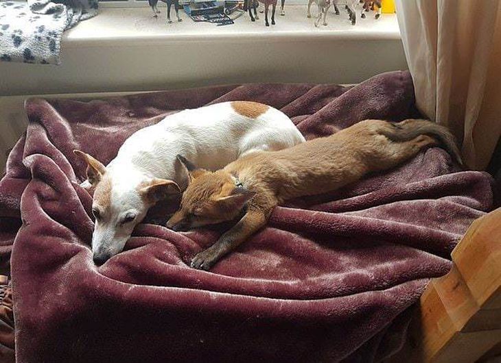 Спасённого лисенка Викси, воспитали домашние собаки