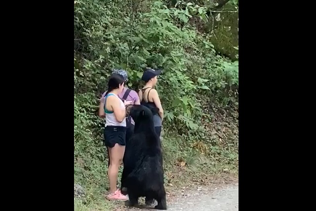 Чудеса спокойствия: туристы из Мексики не испугались встречи с медведем (2 видео)