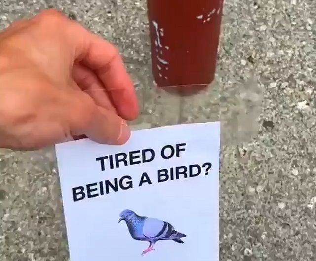 Опрос для голубей: Устали быть птицей?