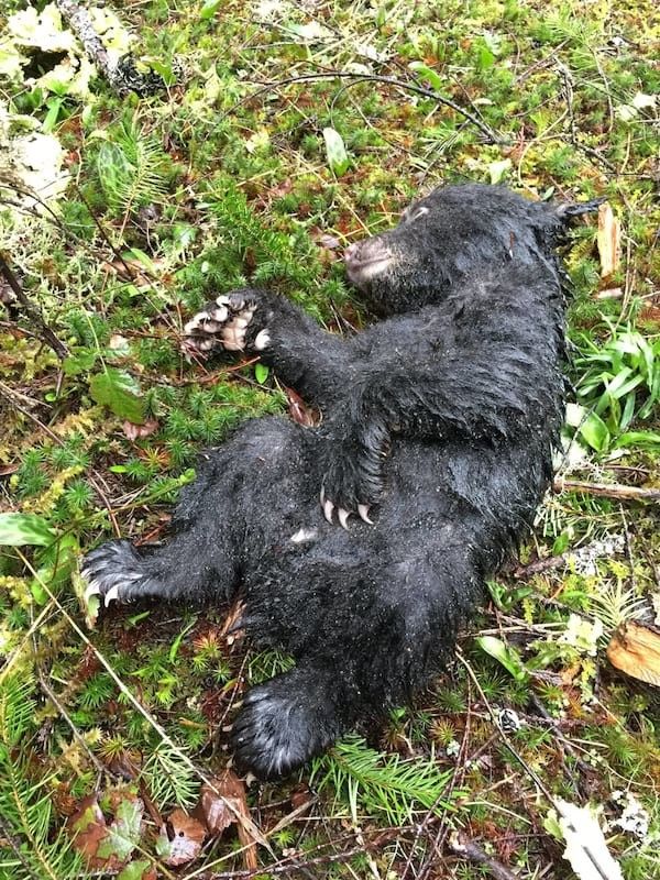 Спасая погибающего медвежонка, мужчина рисковал быть убитым медведицей или загреметь в тюрьму