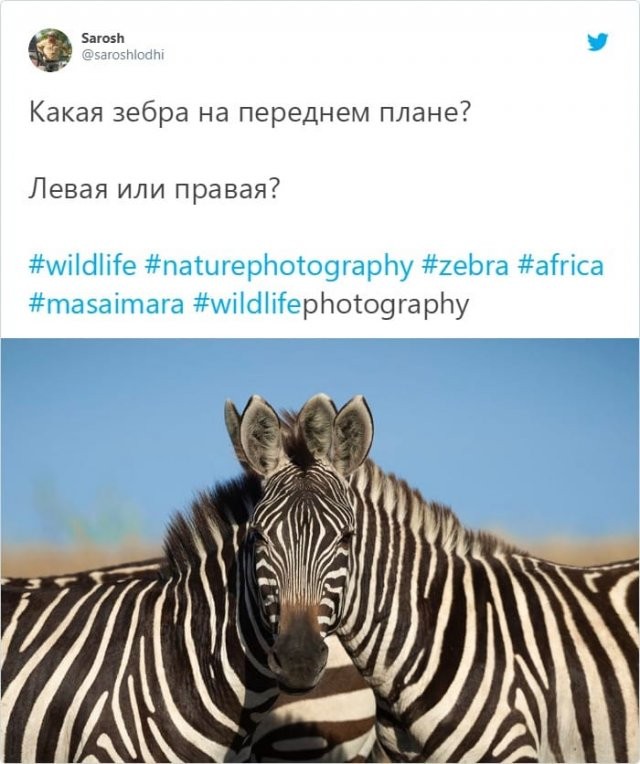 Спор века: какая зебра стоит впереди - левая или правая? (4 фото)