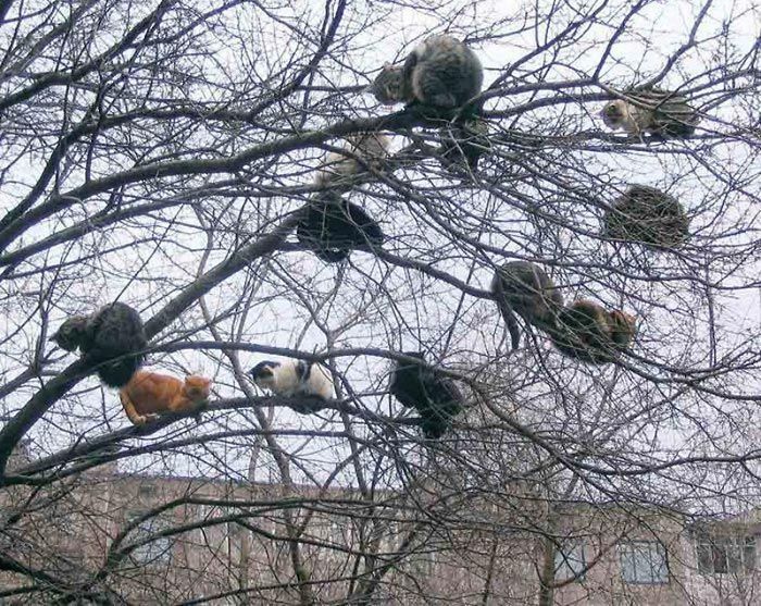 Ученые до сих пор не могут ответить на вопрос: действительно ли кошки любят спать на деревьях?
