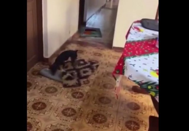 Умный пес убирает ковры, когда привозят женщину на коляске