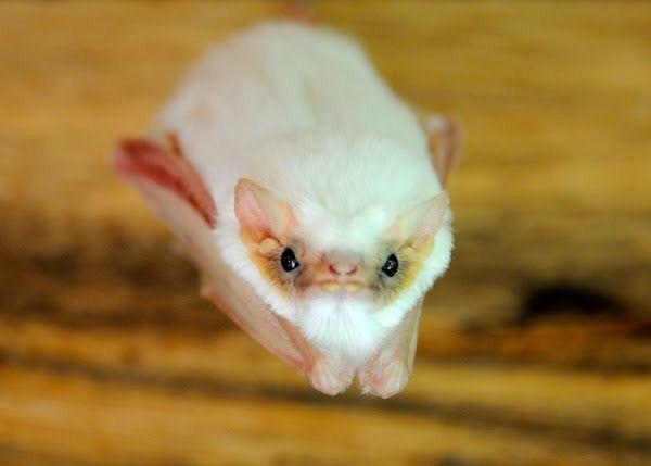 15 самых необычных летучих мышей в мире