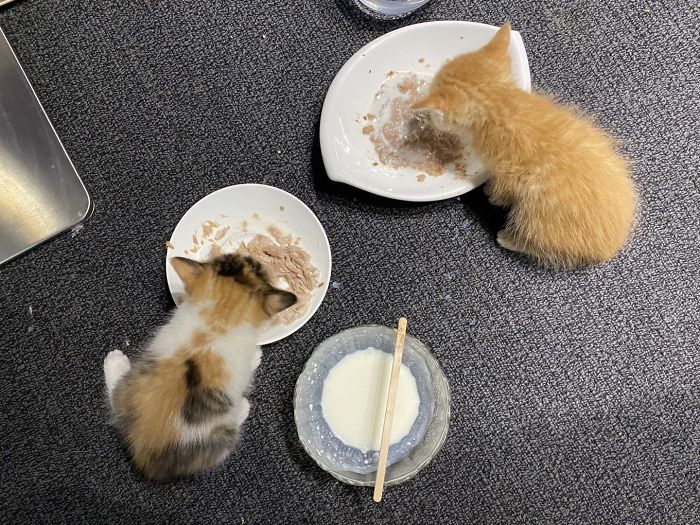 Беременную кошку приютили работники шанхайского офиса