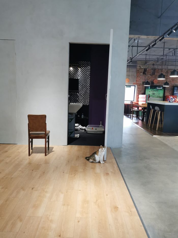 Беременную кошку приютили работники шанхайского офиса