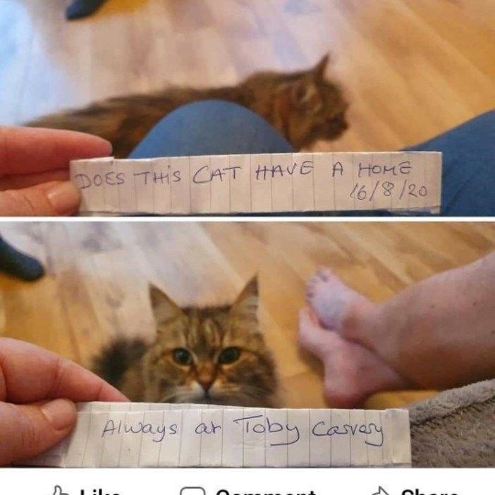 Чтобы подкрепиться, 11-летняя кошка регулярно посещало местный мясной ресторан, пока кто-то не повесил записку на ошейник