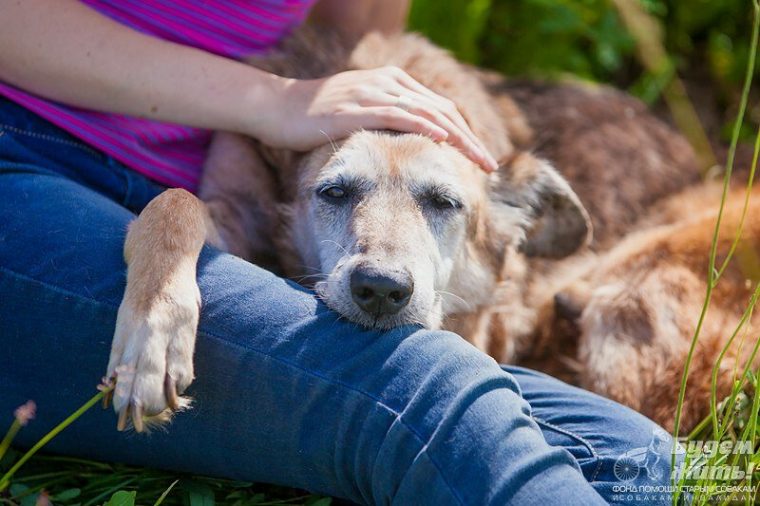 Душещипательная история о безумной воле к жизни безухого пса Келли, больного онкологией
