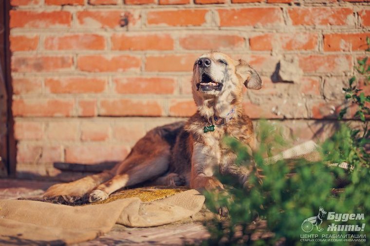 Душещипательная история о безумной воле к жизни безухого пса Келли, больного онкологией