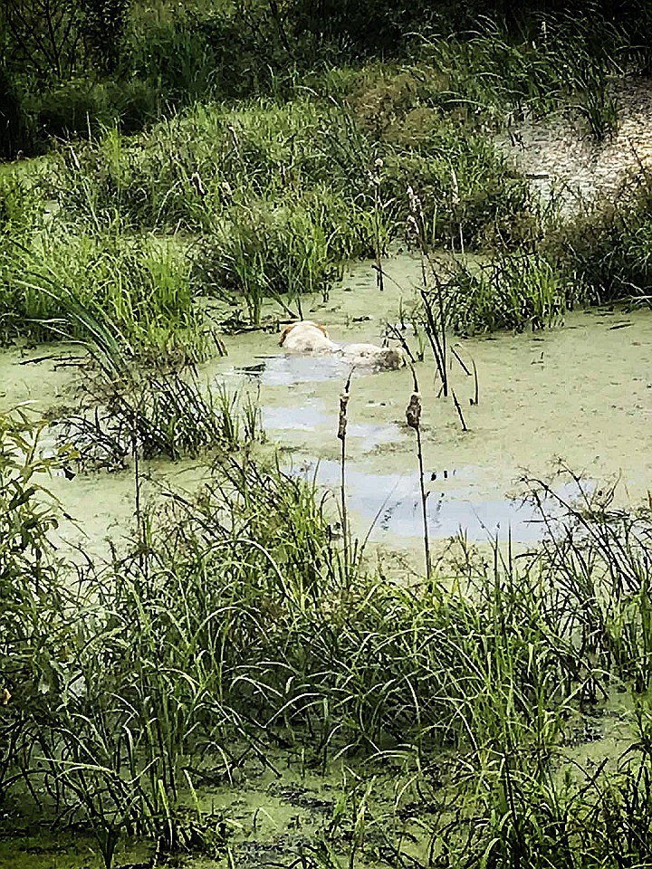 Иркутянин спас тонущую в болоте собаку, которая не могла уже ни лаять, ни шевелиться