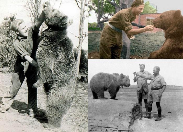 История медведя, воевавшего во Второй мировой войне (фото)