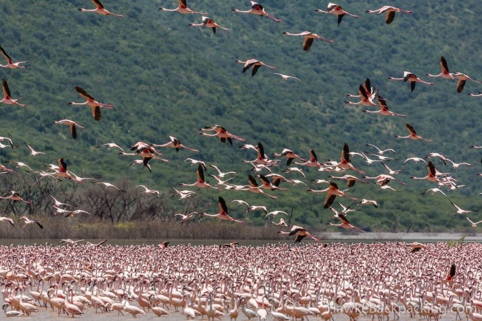 Озеро Богория: место, где можно увидеть около 2 миллионов фламинго (8 фото)