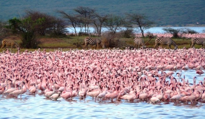 Озеро Богория: место, где можно увидеть около 2 миллионов фламинго (8 фото)