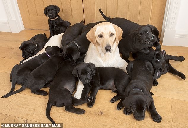 Папа постарался: все 13 щенков — черненькие, а мама — золотистый лабрадор