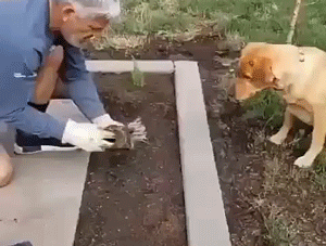 Собака помогает садоводу