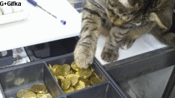Кот ворует деньги из кассы