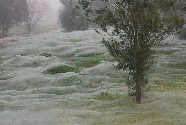 Сезон пауков, который начался в Австралии, выглядит устрашающе!