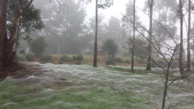 Сезон пауков, который начался в Австралии, выглядит устрашающе!