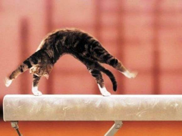 Забавная и милая фото подборка котов-спортсменов