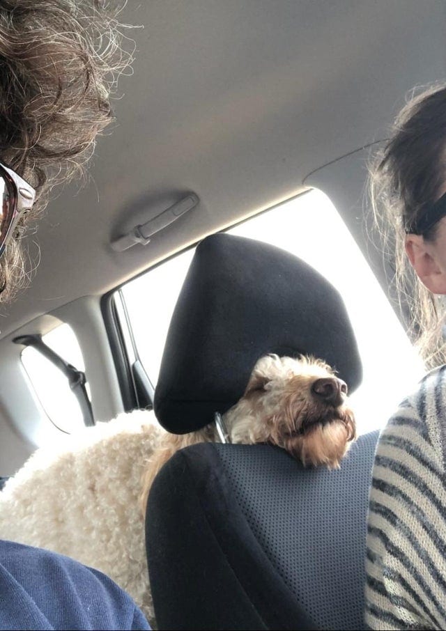 Обычную поездку в машине превратили в знатную комедию эти 20 милых собаченций