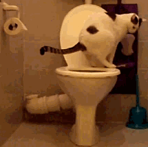 Кот уничтожает туалетную бумагу