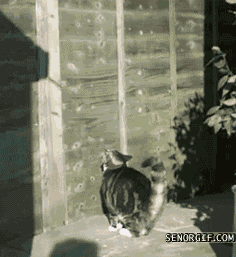 Кот забирается на забор