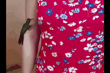 Колибри и женское платье