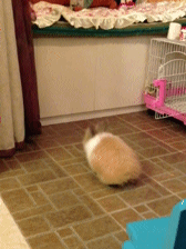 Кролик прыгает на кровать
