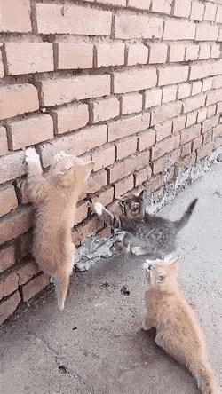 Котята взбираются по стене