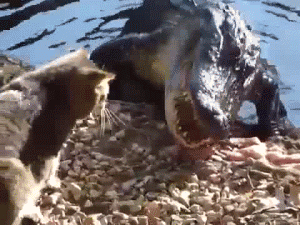Кот прогоняет крокодила