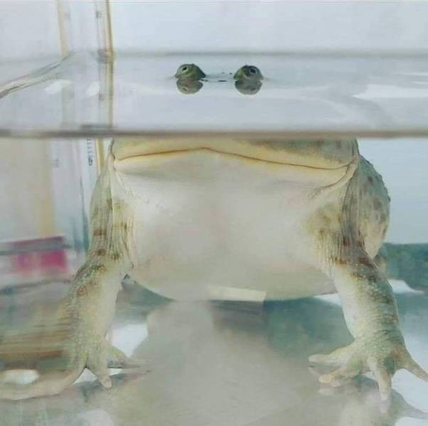 Жаба под водой