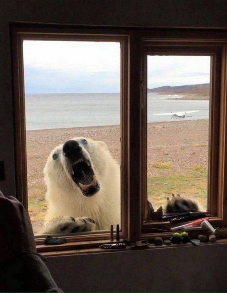 Белый медведь за окном