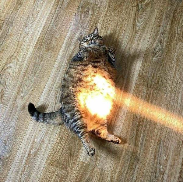 Кот в лучах солнца