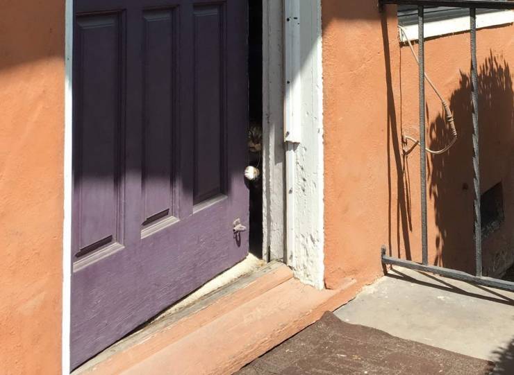 Кот спрятался за дверью