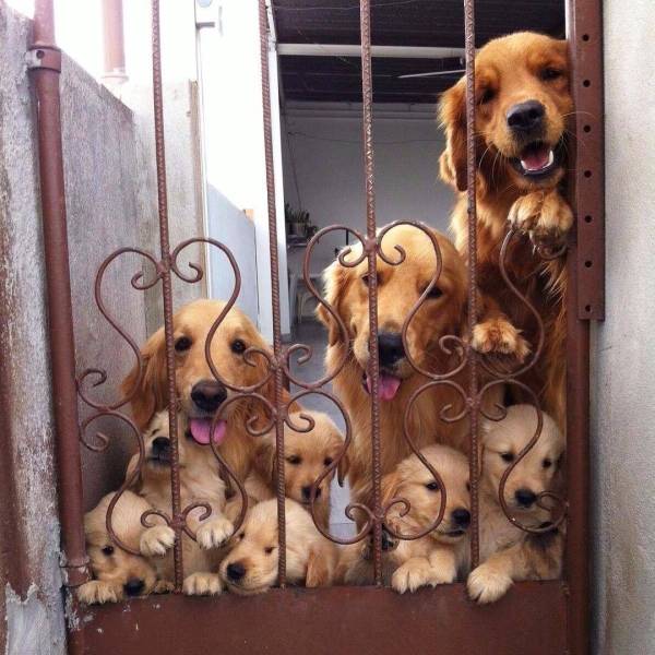 Собачья семья лабрадоров
