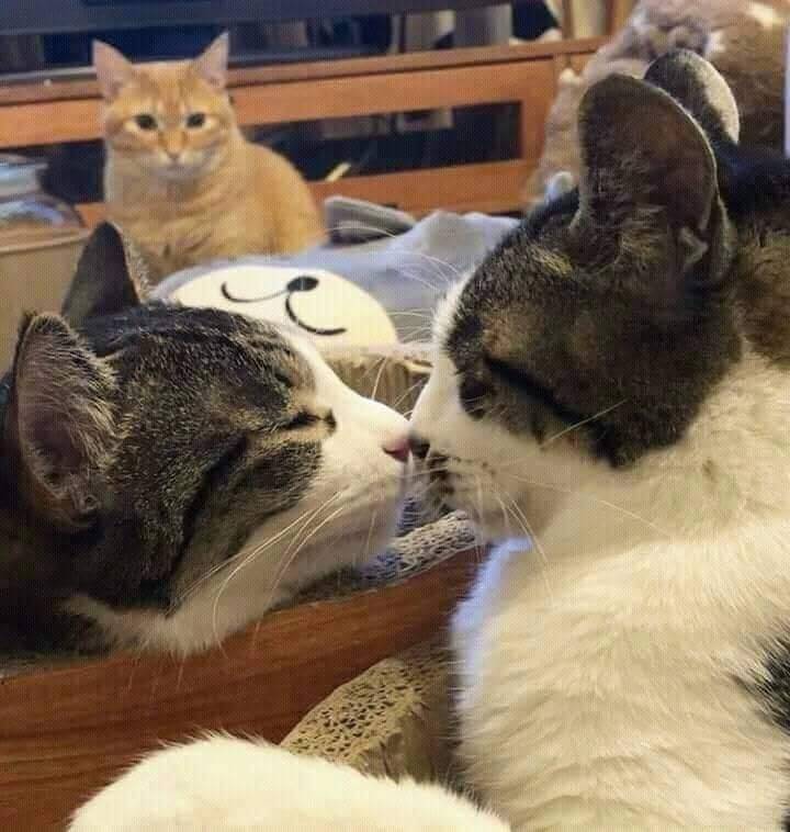 Коты нюхают друг друга