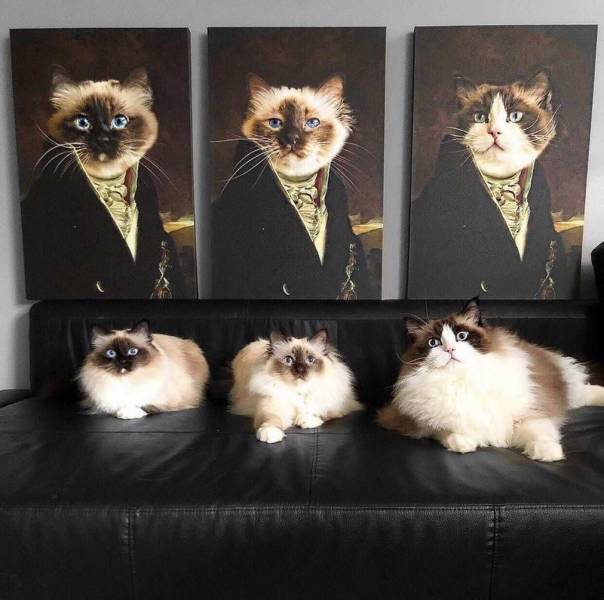 Рисунок троих котов