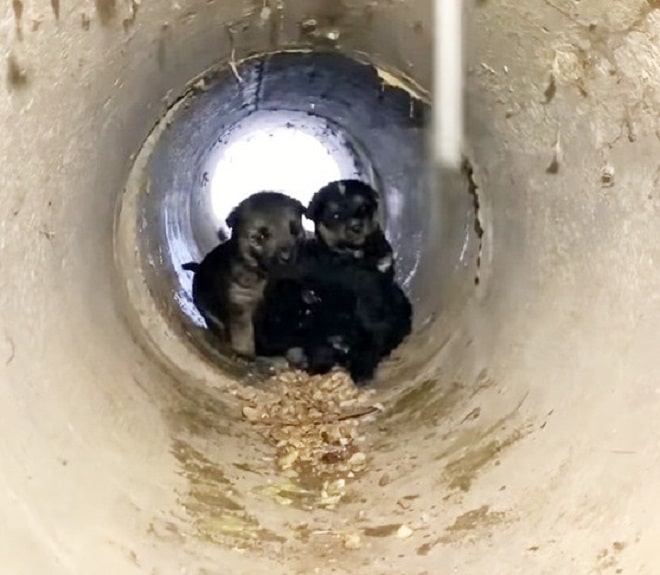 Спасая замерзающую собаку, волонтеры выяснили, что в трубе от холода прячутся и ее малыши