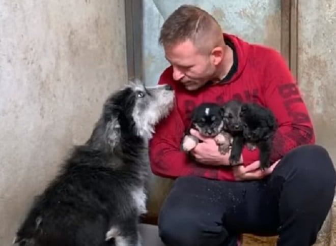 Спасая замерзающую собаку, волонтеры выяснили, что в трубе от холода прячутся и ее малыши