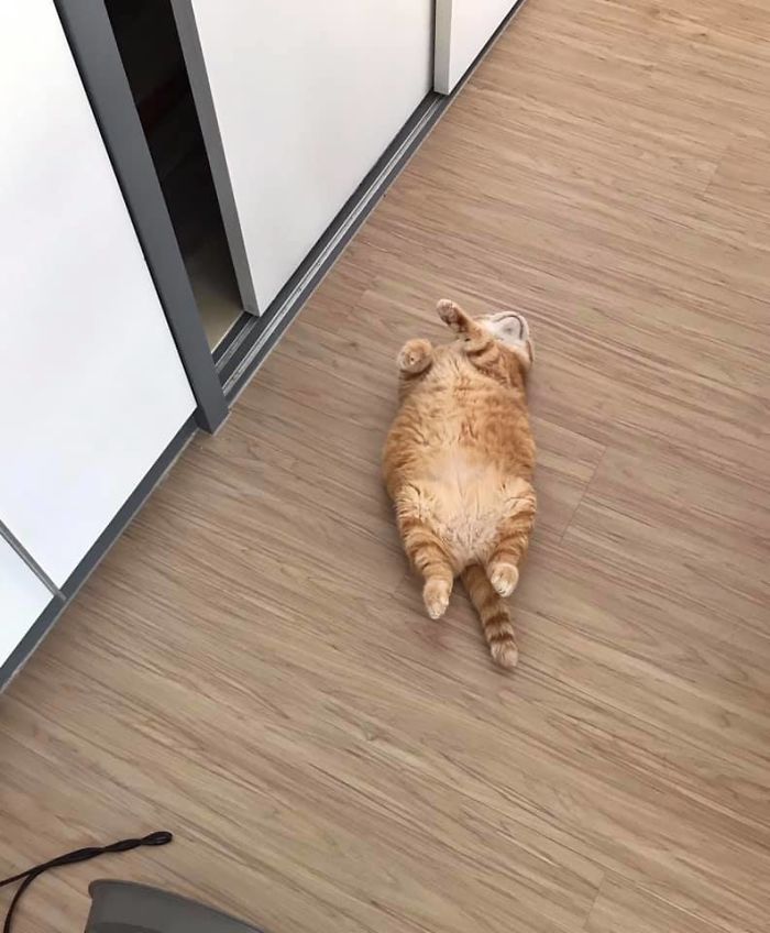 Своей манерой спать, очаровал Интернет рыжий кот Толстый Сян из Тайваня