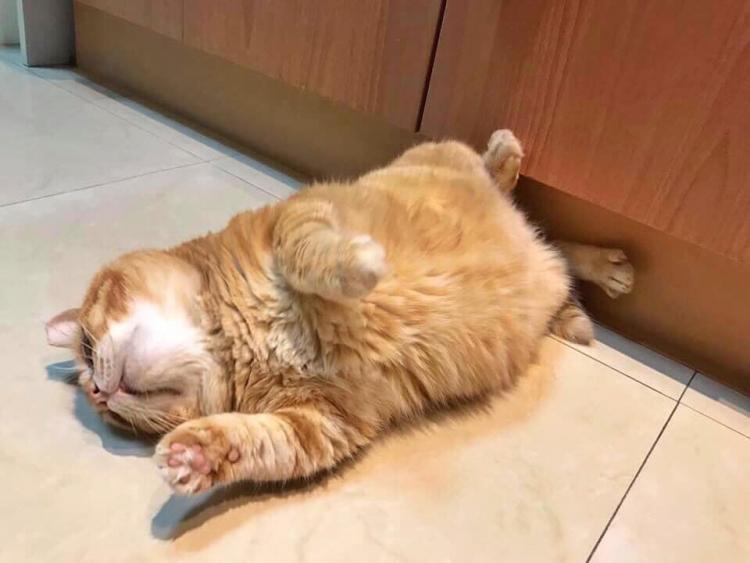 Своей манерой спать, очаровал Интернет рыжий кот Толстый Сян из Тайваня