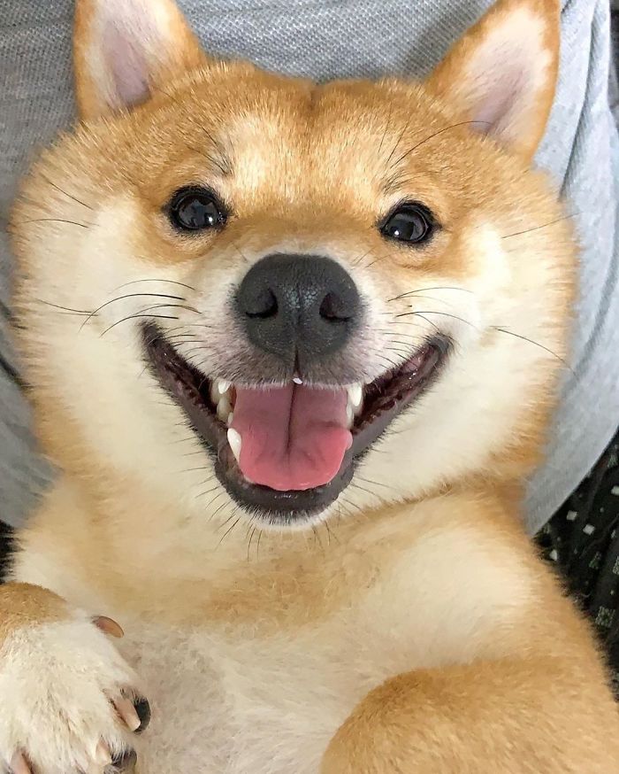 Знакомьтесь — щенок с самой очаровательной улыбкой в мире, который живет в Японии