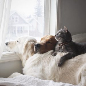 Как одно целое живут вместе две собаки и кот
