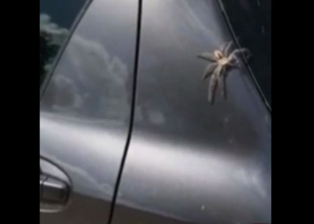 Неожиданный помощник избавил автора видео от большого паука